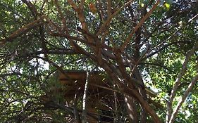 The Inn On The Tree Sigiriya