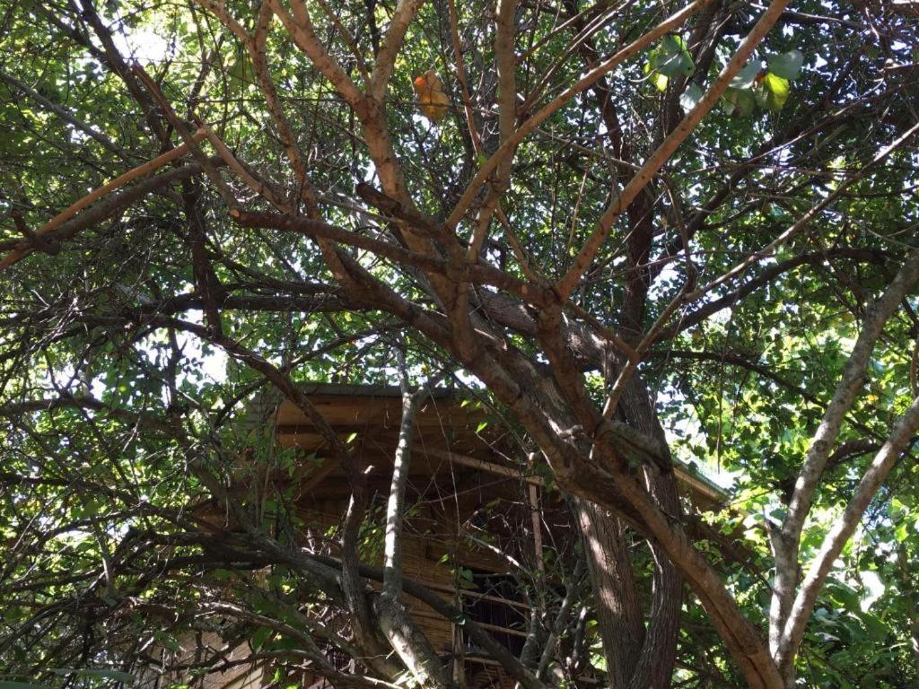 The Inn On The Tree Sigiriya Exterior foto